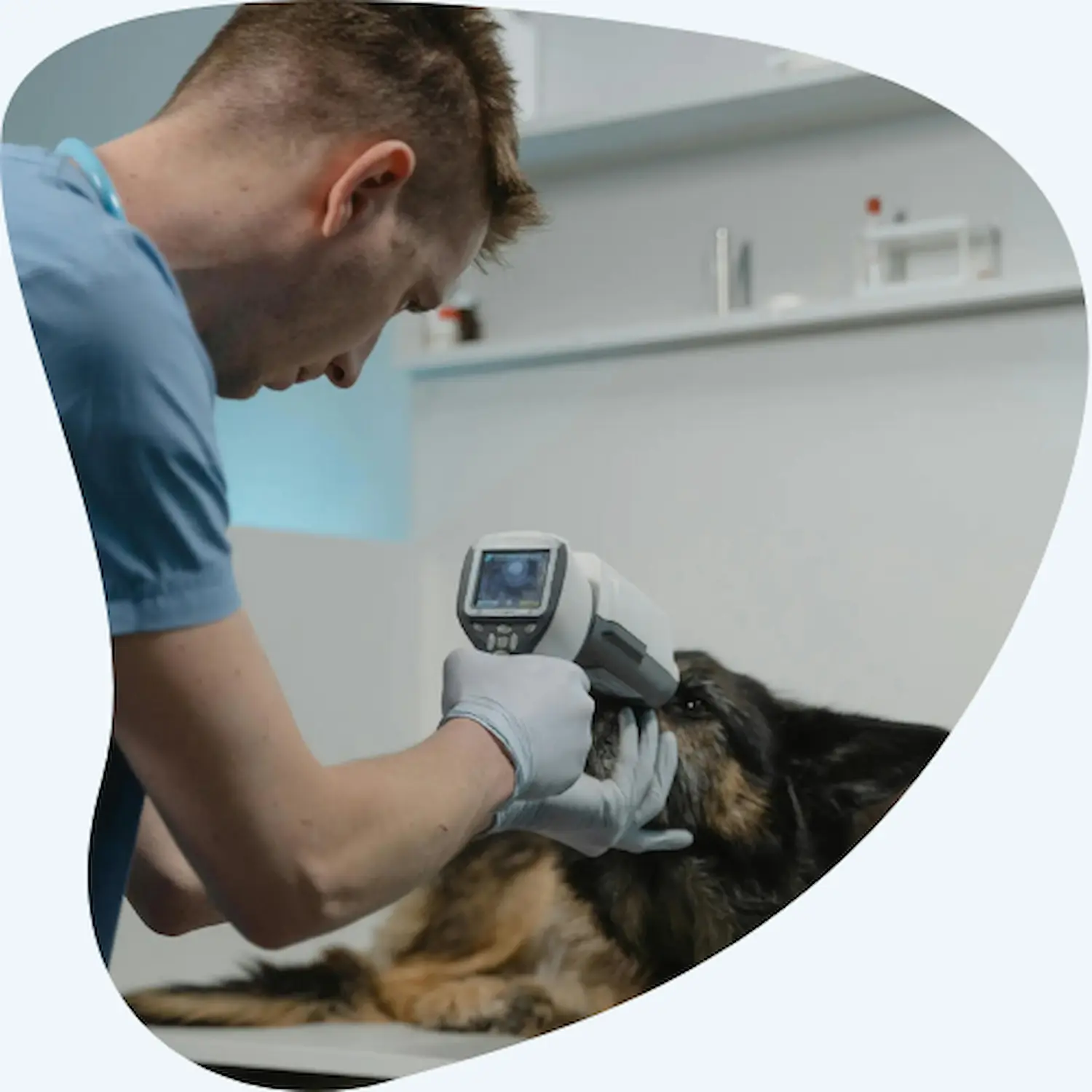 Cabinet vétérinaire Paris Châtelet